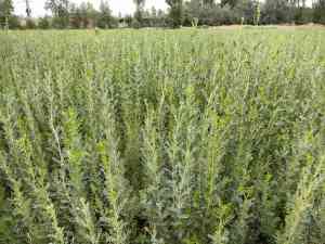 山西柠条种植公司TOP5厂家权威推荐：品质与口碑双优之选