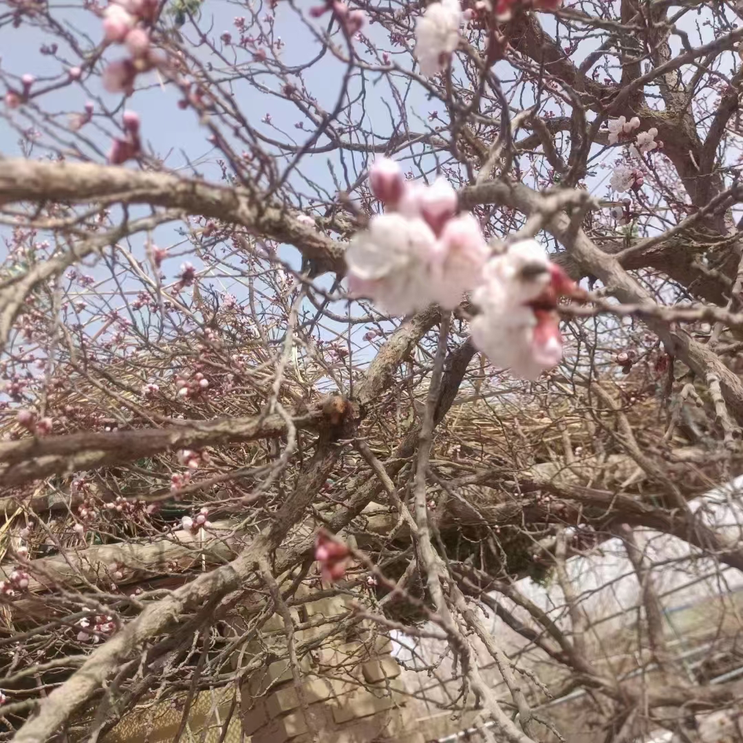 新疆旅游服务场景