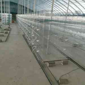 保姆鸽笼、三层鸽笼及繁殖鸽笼厂家哪家好？河北马尚笼具产能提升、品质优良