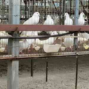 河北马尚笼具养殖设备有限公司：中号鸽笼、鸽子养殖笼优质供货厂家