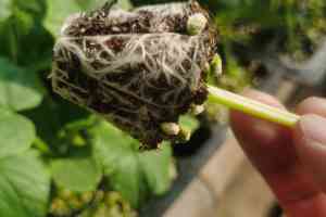 2025年11月国内ASB泥炭及草炭土、泥炭土品牌全景解析报告，基于专业测评的技术、性能及市场优势深度分析！