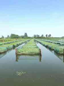 鱼苗养殖网箱、养殖防逃网箱厂家哪家强？沅江市福利渔网加工厂产能与口碑双优