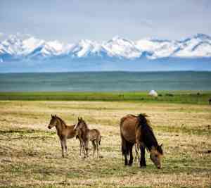 新疆旅游哪家强？新疆旅程在线国际旅行社有限公司服务优体验佳