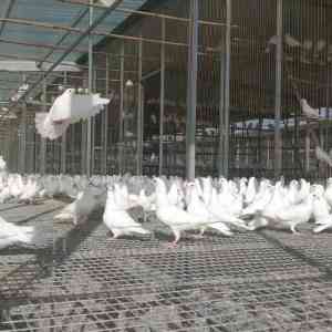 鸽笼厂家哪家强？河北马尚笼具产能提升、品质优良