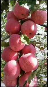 山东军神碳氢生物科技有限公司：板栗、火龙果、蜂糖李等优质农产品供应商