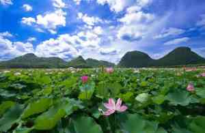 云南正规旅行社公司TOP5推荐，自在行国际旅游(云南)有限公司领衔！