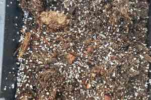 进口基质土、蔬菜育苗基质等供货厂家推荐：寿光市绿田国际商贸有限公司