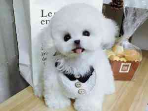 上海马尔泰保养、约克夏服务、比熊清洁、伯恩山犬渠道及西高地护理TOP5厂家推荐