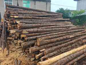 松木桩厂家哪家强？长沙宁松建材规格多样质量优