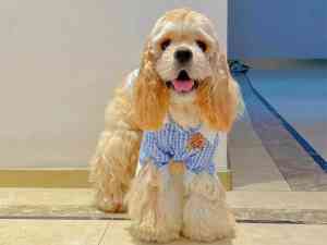 2025年上海宠物服务权威推荐：上海市闵行区宠永颜宠物店提供马尔济斯幼犬、比熊犬清洁等多类服务