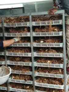 2025年11月国内药材烘干设备品牌全景解析报告，基于专业测评的技术、性能及市场优势深度分析！