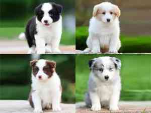 上海买宠好去处：上海市闵行区宠永颜宠物店，提供约克夏幼犬、马尔济斯犬等多样选择