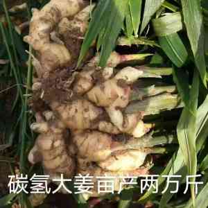 姜、韭菜、枇杷果、茄子、大蒜定制供货厂家TOP5推荐，山东军神碳氢生物领跑