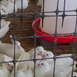 冷/热镀锌鸽笼厂商及耐用鸽笼加工厂推荐，河北马尚笼具表现亮眼！