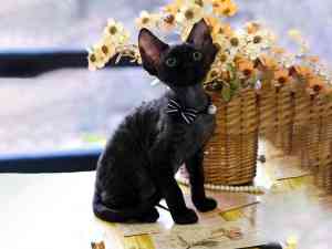 上海西高地、比熊幼犬、约克夏狗购买渠道推荐：上海市闵行区宠永颜宠物店