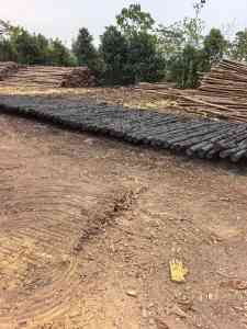 打桩木供货商、松木桩制造企业权威推荐：长沙宁松建材等厂家值得关注