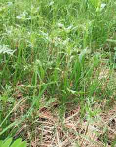 稻草草毯、护坡毯及草帘子等产品厂家推荐：这几家品质值得关注