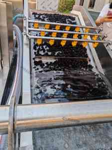 西梅加工设备厂商推荐：西梅清洗、沥水、烘干全套设备优质之选