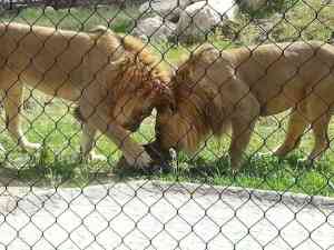 动物网、猛兽笼舍网等厂家优质推荐:多家直销定制厂家值得关注