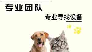 专业找猫公司推荐:极速寻宠领衔,为您的爱猫回家之路保驾护航