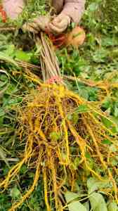 药用/厚皮/速生/川黄柏苗供货企业推荐：湖北芝兰农业开发有限公司实力出众