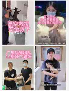 找猫服务公司推荐:极速寻宠等厂家实力解析