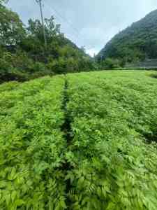 厚皮黄柏苗、药用黄柏苗等直销批发厂家推荐:优质黄柏苗企业大揭秘