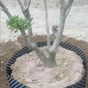 槟榔树护根器等植树绿化专用控根器厂家推荐：优质企业为绿植生长护航