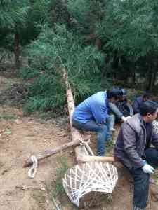 造林种苗基地品牌权威推荐:湖北芝兰农业等实力企业打造优质种苗供应