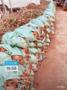 枫香实生苗、造林枫香苗等供货商精选:湖北芝兰农业等厂家推荐