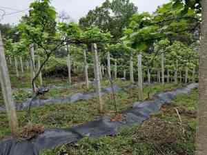 防草布供货商推荐：果树除草、抗老化、绿色防草布厂家揭秘