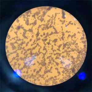 四川、重庆、广西、广东、海南优质菌种公司推荐，信阳莱耀生物表现亮眼