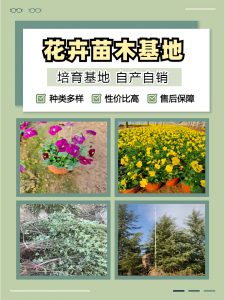 花叶芦竹、八宝景天等花卉经销商推荐：青州志民花卉或成优选