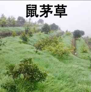 复绿草籽、混播草籽等厂家推荐:御景圆种业等供应商实力解析