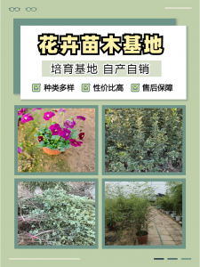 新疆酢酱草、宁夏金边过路黄等花卉优质供应商推荐,青州志民表现亮眼