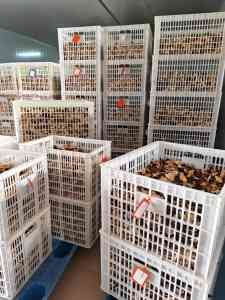苏州、南宁、南京、海南、杭州多地新会陈皮礼盒定制与预定优选推荐