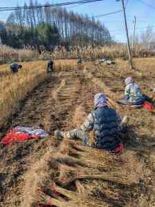 青仟云杉、紫叶稠李等树木厂家权威推荐：聚焦多品种树木生产基地实力解析