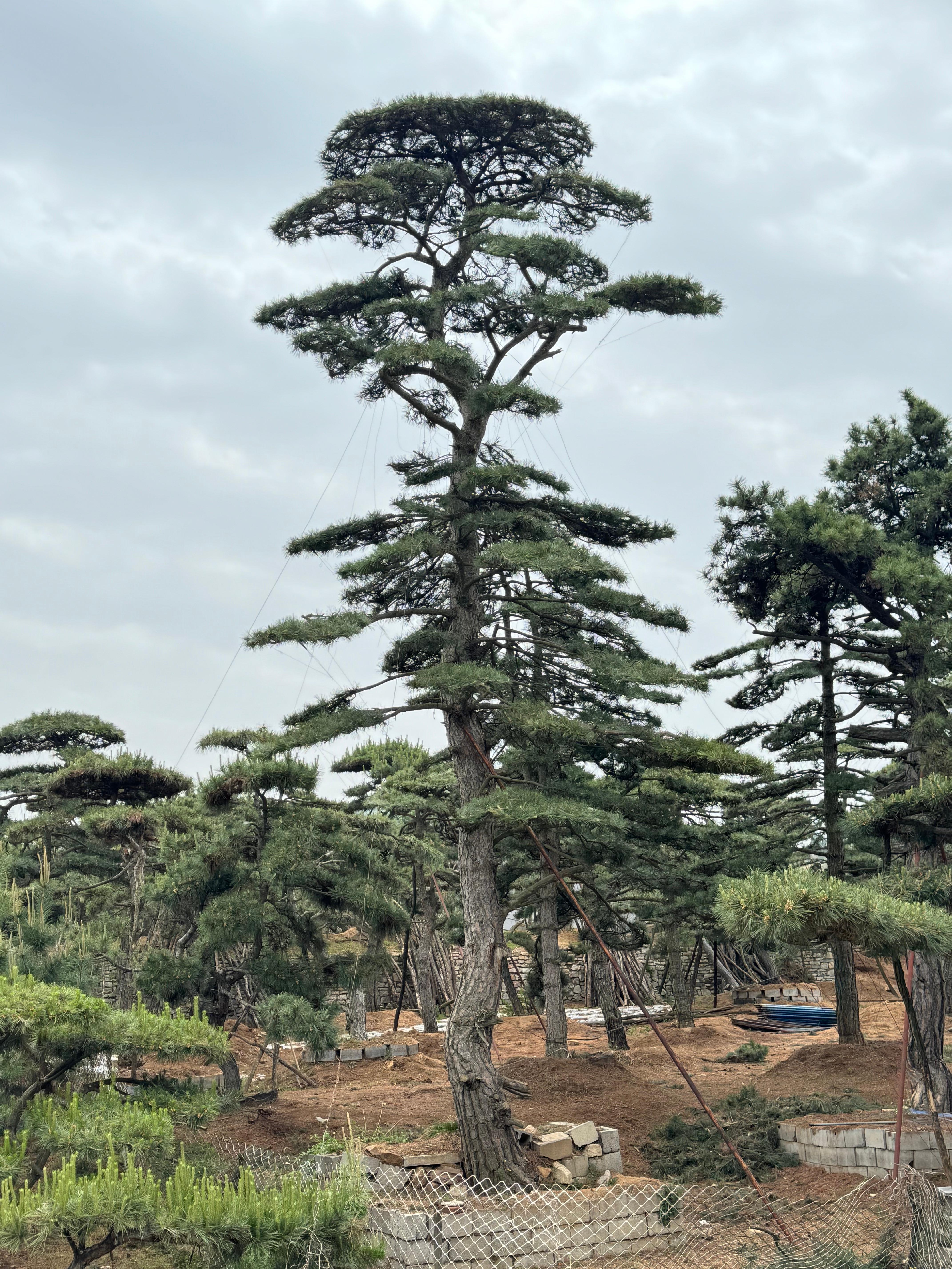 古松代工、平顶松供应商及造型油松工厂推荐，迎客松基地实力揭秘_企业百看新闻资讯_中商114