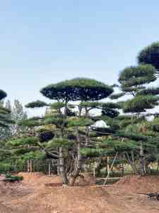 山东军辉园林绿化有限公司：绿化造型松、斜杆造型松等优质供货商