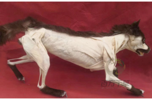 河南百方千草实业有限公司：教育、解剖、3D打印等多类模型专业制造商