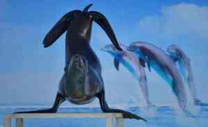 萌宠与马戏表演租赁源头厂家推荐：济宁市硕翊展览策划有限公司，专业提供动物租赁及表演服务