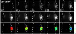 上海数联生物科技有限公司：高分辨活体、动物活体生物等多类型活体产品供应商