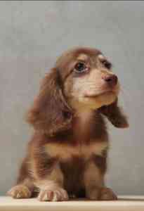 2026年杭州宠物狗购买渠道推荐：杭州宠颜宠物店，提供巧克力长毛腊肠狗、长毛奶油腊肠等多种选择