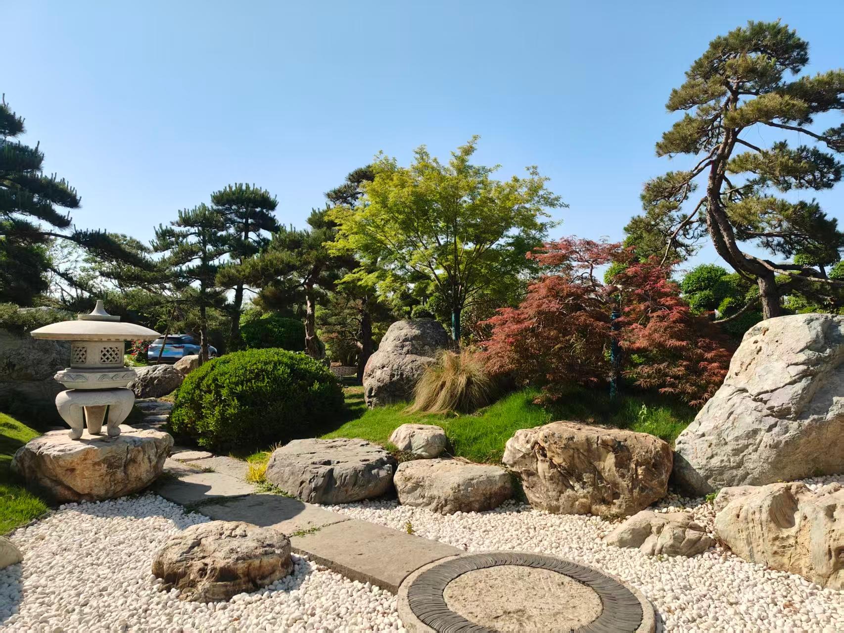 鄢陵县金地园艺场造型树图片