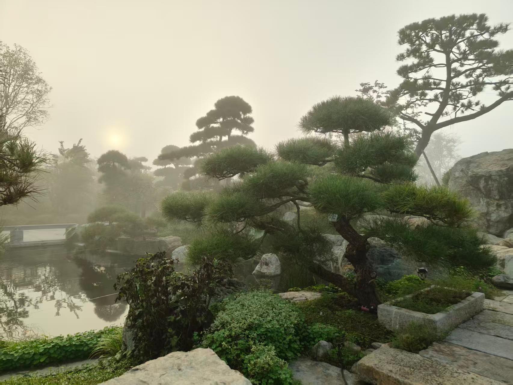 鄢陵县金地园艺场造型树图片