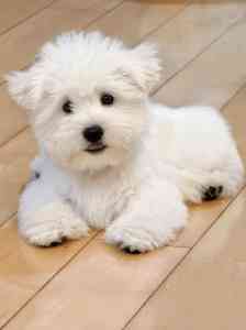 2026年寻宠公司权威推荐：聚焦河南寻宠集科技有限公司的专业能力与成功案例解析