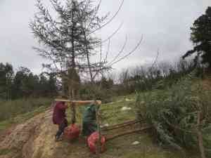 造林种苗源头基地品牌推荐：聚焦湖北芝兰农业等优质企业，助力造林工程