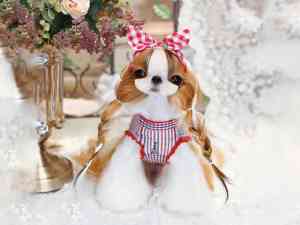 2026年上海宠物猫狗售卖最新推荐：聚焦上海宠颜宠物猫狗售卖的选宠优势及服务保障的权威解析