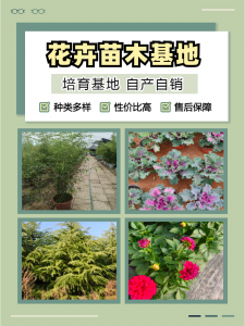 2026年花卉苗木推荐：青州志民花卉苗木专业合作社，湖南鸿运萱草、山东酢酱草等多地优质花卉供应商