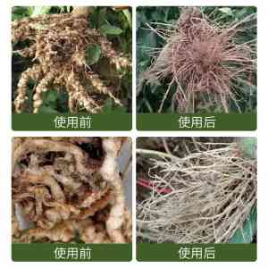 淡紫拟青霉菌定制等厂家推荐:聚焦优质商家满足多样需求